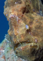 Giant frog fish. Lembeh straits. D200, 60m. by Derek Haslam 